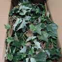 Hollyone 2pcs Artificial Hanging Plants 35.4" Fake Ivy Vine Faux Ivy Leaves Fire and UV Resistant Hanging Plant Wall Greenery for House Room Patio Indoor Outdoor Home Shelf Office Wedding Decor