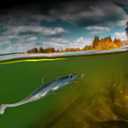 Goture Soft Plastic Baits with Worm Hooks Kit, Straight/Paddle/Fork Tail Swimbaits, Soft Jerk Shad Baits Jerkbait Minnow Baits for Bass Trout, Fishing Drop Shot Shad Lures (4.72in - 0.35Oz)