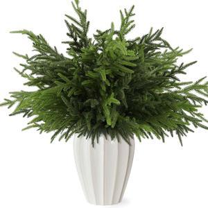 16Pcs 24 Inch Real Touch Norfolk Pine Stems, Artificial Green Plants Branches, Faux Greenery Pine Stem Fake Cedar Picks for Vase, Christmas Pine Branches for DIY Crafts Home Indoor Decor
