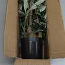 2ft Artificial Easter Olive Tree with Pot, Spring Tabletop Faux Plants Mini Trees for Home Office Living Room Modern Decor 16 Fruits (1ft 11in)