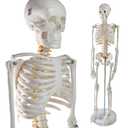 EVOTECH SCIENTIFIC Mini Human Skeleton Model for Anatomy, 33.5'' 1/2 Life Size Human Skeleton Model with Nervous System Removable Arms Legs and Stand for Medical Anatomical Study, Manual Included