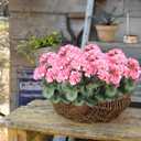 2 Pcs Artificial Flowers Geranium Bush Artificial Flowers Begonia Pink Silk Geranium Flowers for Outdoors Artificial Geraniums Bundles for Planter Indoor Garden Home Decoration Wedding