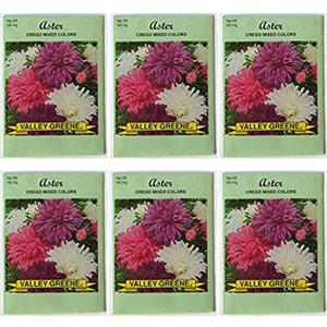 Valley Greene Crego Mixed Colors Aster Flower Seeds 140 mg