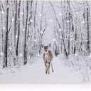 NIKKY HOME 16" x 12" LED Lighted Canvas Wall Art Prints Light Up Deer Walking in the Forest Picture Winter Scene Artwork for Holiday Decor