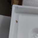 DreamLine SlimLine 32 in. D x 60 in. W x 2 3/4 in. H Left Drain Single Threshold Shower Base in White, DLT-1132601