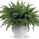 12 Pcs Christmas Norfolk Pine Branches, Artificial Pine Branches Norfolk Pine Stems DIY Crafts Faux Christmas Greenery Stems for Xmas Indoor Outdoor Home Decor (18 Inches)