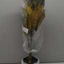 Briful Artificial Magnolia Tree in Black Pot 26.3in Tall Faux Magnolia Greenery Plant Fake Potted Silk Tree for Home Office Room Kitchen Outdoor Porch Décor