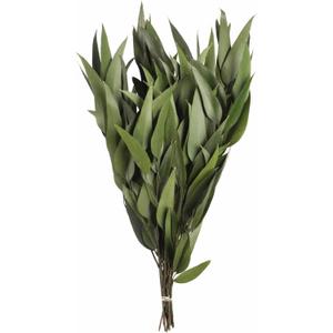 Vickerman 18" Green Weeping Willow Eucalyptus Bundle Long Stem - 5 oz Bundle 2 - Real Preserved Foliage Decor for Home or Everyday Arrangements - Plant Bundle