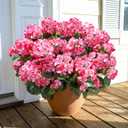 Fake Geraniums Artificial Flowers for Outdoors Outside, 6 Bundles Pink Silk Geraniums Fake Flowers Plants UV Resistant Realistic Faux Flowers for Outdoor Planters Garden Balcony Yard Porch Indoor