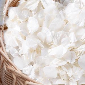3000+Pcs Real Ivory White Dried Hydrangea Flower Petals - 100% Natural Creamy White Flower Petals for Wedding Confetti, Flower Girl Basket, Romantic Night Decor, DIY Handcrafts (2.12oz)