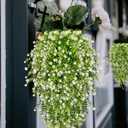 Artificial Hanging Flowers Outdoor UV Resistant Fake Plastic Plants Indoor Outside Garden Porch Window Box Home Wedding Farmhouse Festive Shrub Decor (White, 6 Bundles)