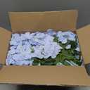 12PCS Light Blue Wisteria Hanging Flowers 6.4FT Artificial Hanging Wisteria Flowers for Decoration for Wedding Arch, Backdrop, Garden Party Decor (Light Blue)