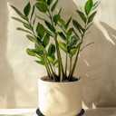 6 Pack of 12 inch Plant Saucer Plant Tray, Plastic Plant Saucer, Heavy Duty Plant Tray for Pots, Plant Saucers for Indoors Planter, Garden Water Plate Bowls (Black)