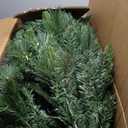 5.1Ft Prelit Classic Spruce Artificial Christmas Tree with LED Lights, PVC Needle Foliage, 'Feel Real' Artificial Full Christmas Tree with Timed Remote Control and Foot Switch Device, Christmas Decor