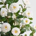 2 Pcs Artificial Camellia Tree, 38" Artificial Tree Plants Outdoor Faux Plants in Pot, Artificial Flower for Outdoors Front Porch Decor, Greenery Faux Fake Tree Plant for Indoor Outdoor Home Decor