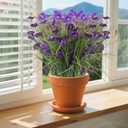 12 Bundles Artificial Flowers for Outdoor, Faux Silk Morning Glory Spring Summer Flowers for Outside Garden Planter Front Porch Yard Patio Window Box & Indoor Table Vase Home DecorPurple