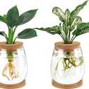 Dahey Plant Propagation Jars Plant Terrarium Glass Vase with Wooden Saucer and Cork Planter Station for Growing Hydroponic Plants Indoor Table Centerpirce Home Office Decor, Set of 2