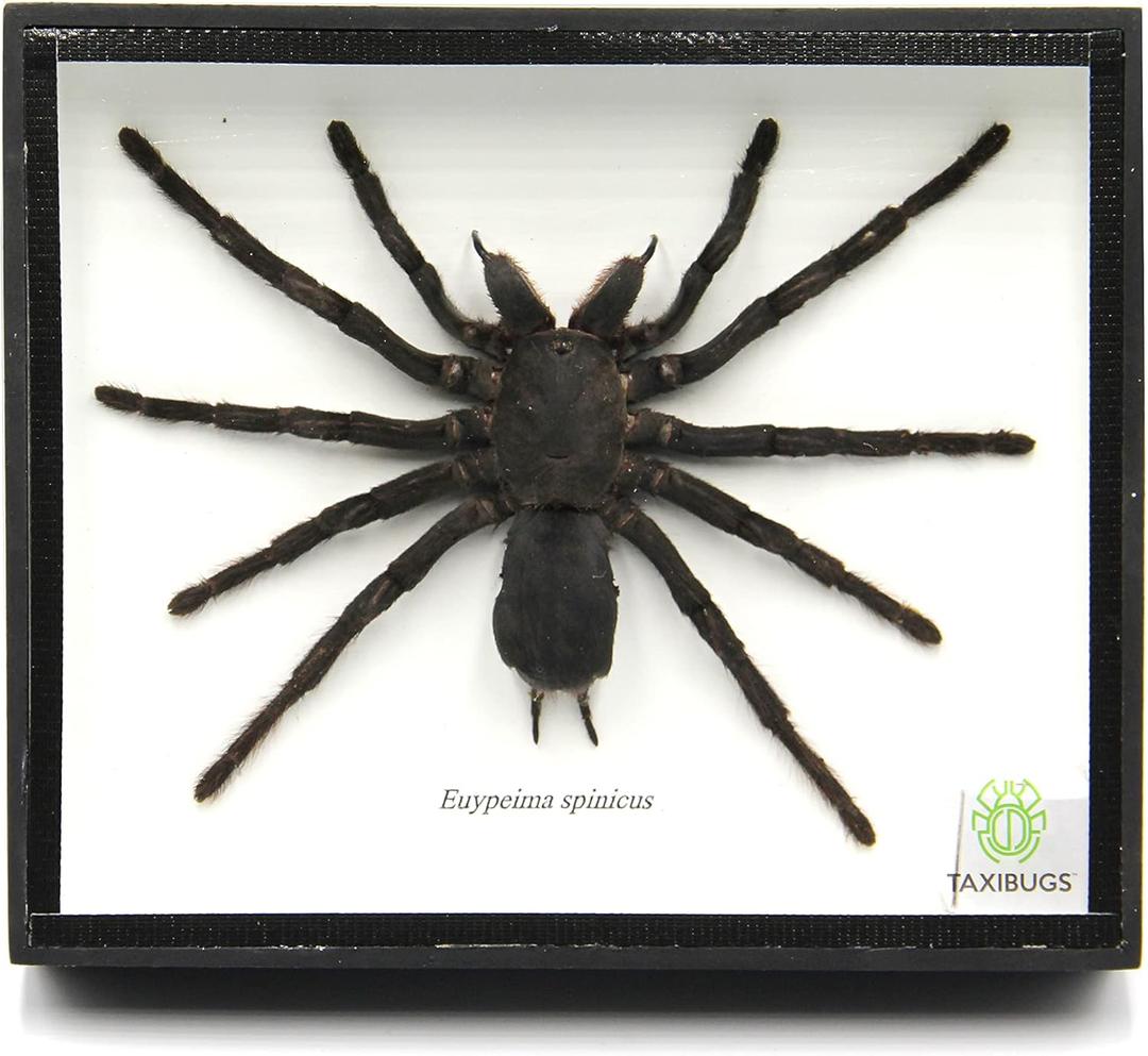Real Giant Bird Eating Tarantula EURYPEIMA SPINCRUS Spider Taxidermy Transparent Boxed Display (Black Wooden Box)
