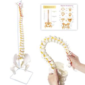 Spine Model Life Size 34.6" Height, Spine Flexible with Vertebrae, Nerves, Arteries, Lumbar Column and Male Pelvis, Anatomy Model for Science Education (Life Size)