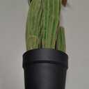 Artificial Cactus Fake Big Cactus 24 Inch Faux Cacti Plants for Home Garden Office Store Decoration