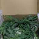 24" Norfolk Pine Wreath for Front Door, Real Touch Norfolk Pine Wreath Artificial Green Wreath Greenery Realistic Wreath Holiday Decoration for Home Decor