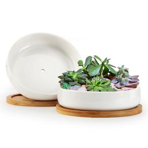 ZOUTOG Succulent Pots,6 Inch Succulent Planters with Drainage and Tray,White Ceramic Planters for Indoor Plants,Round Shallow Flower Plant Pots,Pack of 1