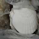 30PCS Natural Scallop Shells 2.3''-3'' White Sea Shells for DIY Craft Making, Hand Painting, Ocean Themed Party and Home Dcor