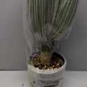 Artificial Agave Plant in Black Pot with Real Stone Pebbles, Large Fake Plants with Fake Green Moss, Faux Yucca Rostrata with Long Sword-Shaped Leaves for Indoor/Outdoor-23 Inches,1 Pack