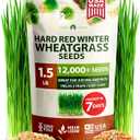 HOME GROWN 12,000+ Wheatgrass Seeds Bulk Pack(1.5 lb) Hard Red Winter Wheatgrass Heirloom, Sprouting for Juicing, Microgreens, Smoothies & Indoor Gardening(Triticum aestivum)