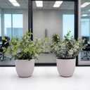 Artificial Plants Decoration Norfolk Potted Faux Fake Eucalyptus mini Cute sage Greenery Indoor Outdoor House Home Living Room Bathroom Coffee Table Desk Office Spring Decor 2 pots