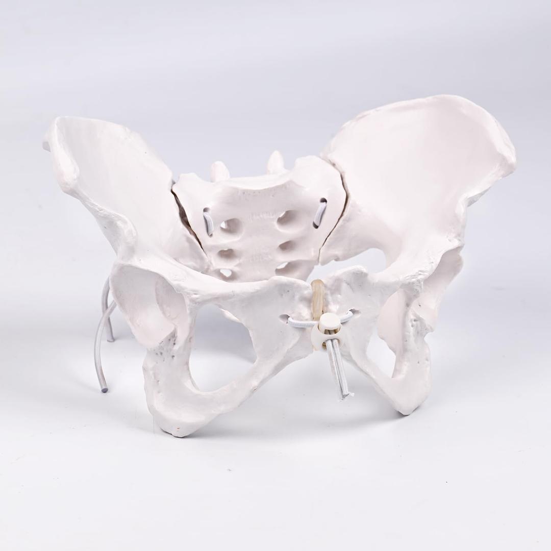 5.51 inch Life Size Female Pelvis Model with Removable Femur Heads, Flexible Ligaments & Articulated Joints, Anatomically Accurate Pelvic Bone Structure for Medical Education, Anatomy Study