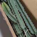 Nafresh UV-Resistant Artificial Fake Cactus Plants 7ft  Large Faux Cowboy Cactus for Indoor & Outdoor Home, Office, or Garden Decor