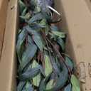 Faux Camellia Flower Tree 7ft(82in) Artificial Floor Plant for Indoor Decor Realistic Greenery Potted Tree with White Blooming Flowers and Natural Wood Trunk for Home Living Room,Office,Porch Decor (6ft)