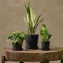 Bamworld Plant Pots Indoor with Drainage Holes- Set of 3 Pots for Plants(5.8/6.7/7.9Inch) Plastic Flower Pot Planters for Indoor Outdoor Plants Garden Pots for Room & Office Décor Black, Inverted cone