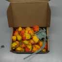 3 Bundles Mini Faux Silk Peony Bouquets,9.84" Artificial Ranunculus Flowers Fake Peony Flowers for Wedding, Home, Party Decoration(Orange)