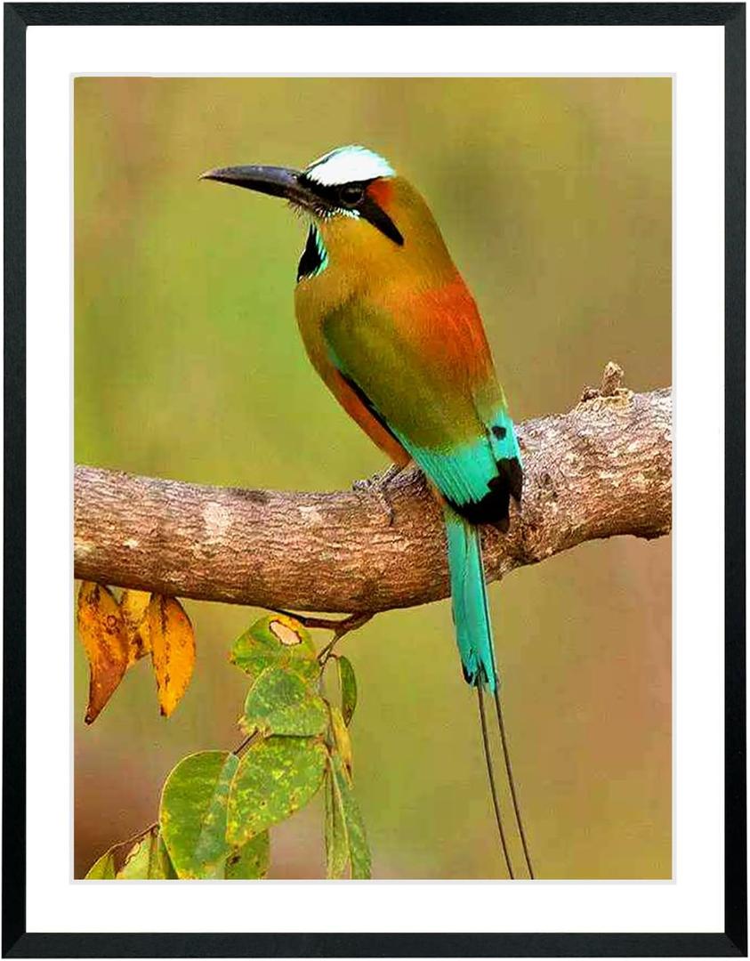 Mxtallup 18x23 Picture Frames Solid wood,Display Pictures 16x21 Inch With Mat or 18x23 Inch Without Mat, Poster Frames 16x21 in Photo Frames Wood Black (T22B1823W1621)
