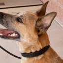 Starmark Pro-Training Dog Collar Large