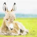 Baby Donkey, 30" x 40" Print on Canvas Wall Art