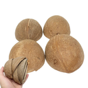 Bonka Bird Toys 1031 Pk10 Half Shell Coconuts Natural Forage Chewing Party Arts Craft Parrot Macaw African Grey