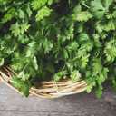 2 x Seeds Coriander Cilantro Heirloom Herb Non GMO