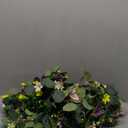 2 Pack 5.68 FT Artificial Daisy Garland with 3D Butterfly, Hanging Fake Flowers Greenery Eucalyptus Garland Floral Vines for Wedding Table Home Room Sping Decor
