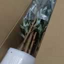 Olive Trees Artificial Indoor,Fake Olive Tree 6FT Tall 1Pack with White Planter Faux Silk Olive Tree for Home Living Room Office Decor Faux Artificial Plants Indoor with Fruit & Free Moss