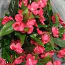 Artificial Flowers for Outdoors, 2 Set Fake Potted Flowers 12 Bundles UV Resistant Realistic Silk Faux Impatiens with Pot for Outside Balcony Garden Window Box, Rose