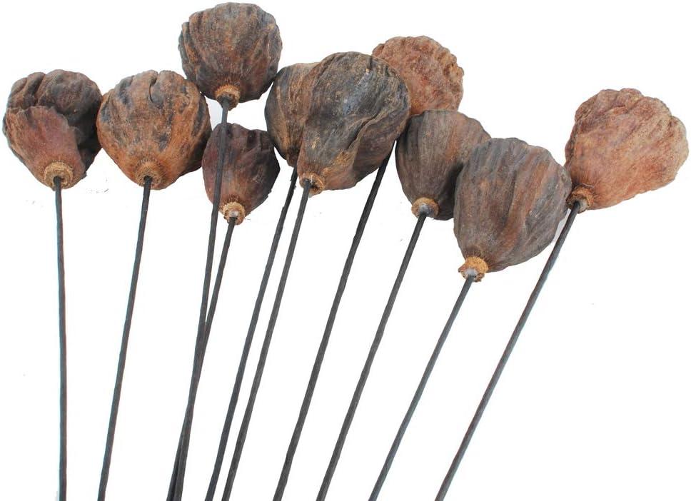 NWFashion 10PCS Artificial Dried Brwon Lotus Pods with Stems (3-5CM)