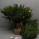 3FT Pre-lit Artificial Small Mini Christmas Tree with 70 Warm White Multi-Color LED Lights, Remote Control and Timer, Perfect for Xmas Tabletop Decorations, Home, Kitchen, Dining Table top Green