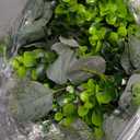 Waipfaru 8Pcs Eucalyptus Garland, 5.9FT Greenery Garland, Green Garland with Flowers, Artificial Faux Silver Dollar Eucalyptus Leaves Vines for Table Home Wedding Mantle Party Indoor Outdoor Decor