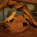 AQUA KT Reptile Hide and Cave Hideout for Leopard Crested Gecko Ball Python Lizard Bearded Dragon Snake Amphibians Hiding Place Terrarium Habitat Decoration