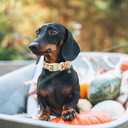 Fall Dog Collar,Halloween Pumpkin Floral Dog Collars for Large Dogs Party