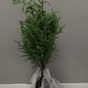 3FT Pre-Lit Artificial Norfolk Pine Christmas Tree  Realistic Potted Tree with 70 LED Lights & 8-Mode Battery Box, Pre-Assembled Faux Holiday Decor for Indoor Display