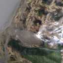 6PCS Crested Gecko Coconut Hut, Lizard Coco Den with Ladder and Reptile Hammock Bearded Dragon Tank Accessories Climbing Hanging Plants Jungle Vine Flexible Reptile Leaves Decor